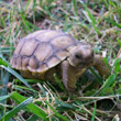 Disaster averted: How my failures at constructing a proper burrow almost drowned my pet tortoise in a monsoon rain storm
