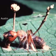 Cordyceps-infected ant