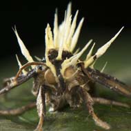 Cordyceps-infected moth