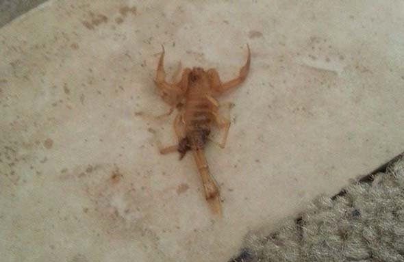 scorpion that stung me
