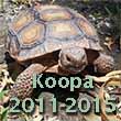 Living a nightmare - the tragic loss of my pet tortoise Koopa