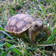 A real, live Ninja Turtle living in my back yard!