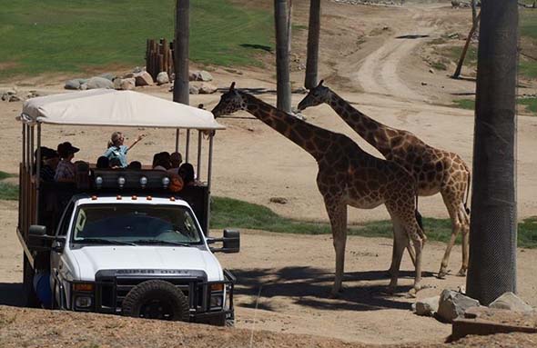 Safari Park giraffes