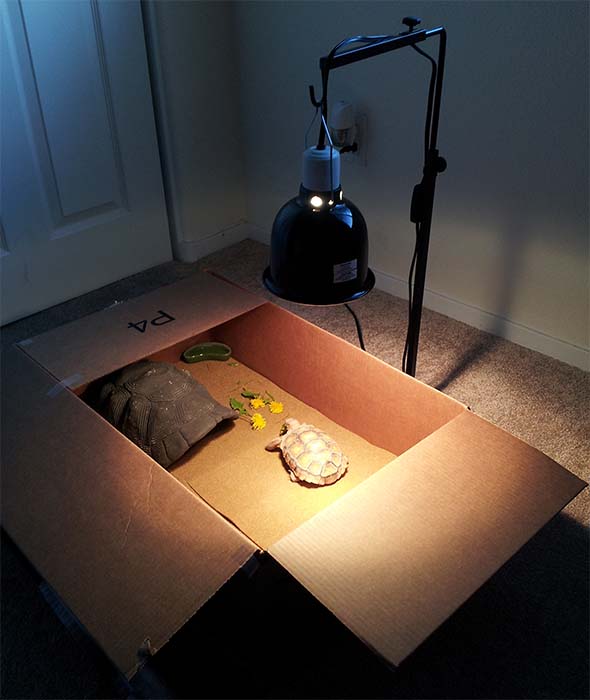 Koopa in a box