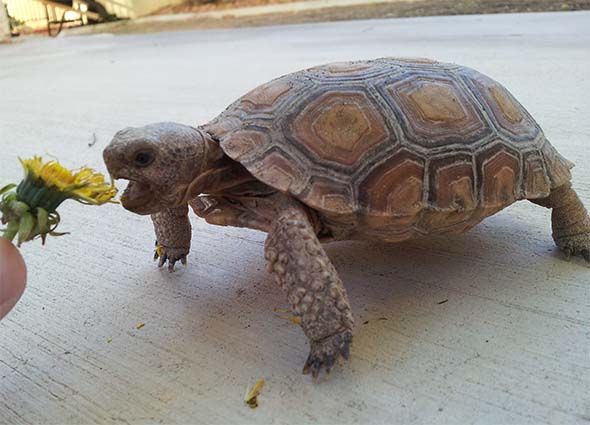 Koopa eating a dandelion