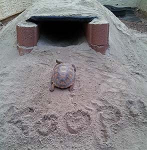 Koopa burrow 3 - going home
