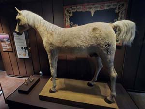 Napoleon's horse