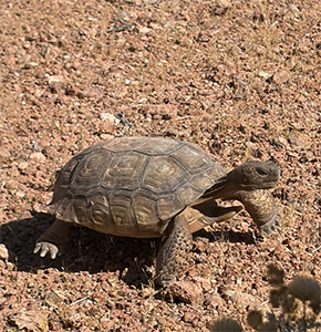 tortoise at Red Rock