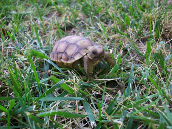 Koopa the Tortoise
