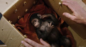 Rise of the Planet of the Apes - baby Caesar