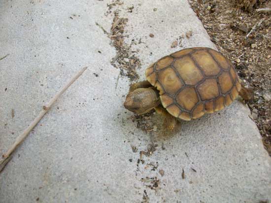 Koopa the tortoise