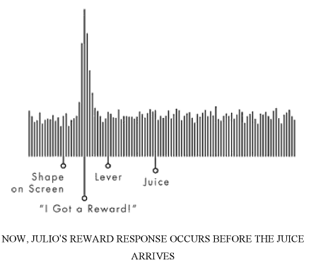 Monkey's brain response to reward