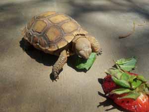 Koopa the tortoise eating greens and strawberries'