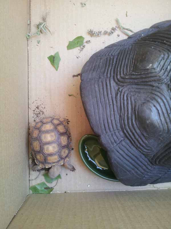 Koopa after flood