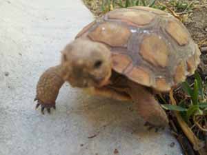 Koopa the tortoise closeup